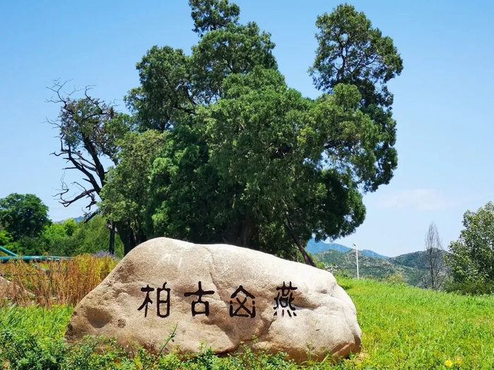 燕山古柏。图/生态密云微信公众号 