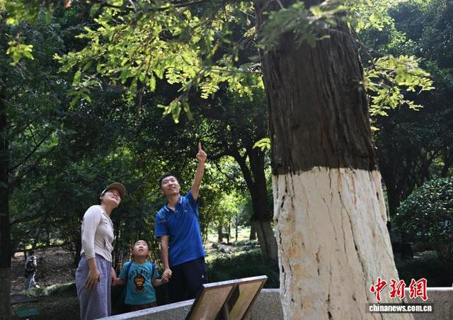 9月25日，市民带孩子前往杭州植物园参观尼克松赠送的北美红杉，并为其讲述背后的中美外交历史。中新社记者 王刚 摄