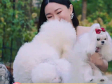 现实中谁不想赘给人美心善的仙女姐姐呢比格犬 犬展 微博VC计划微博VC计划