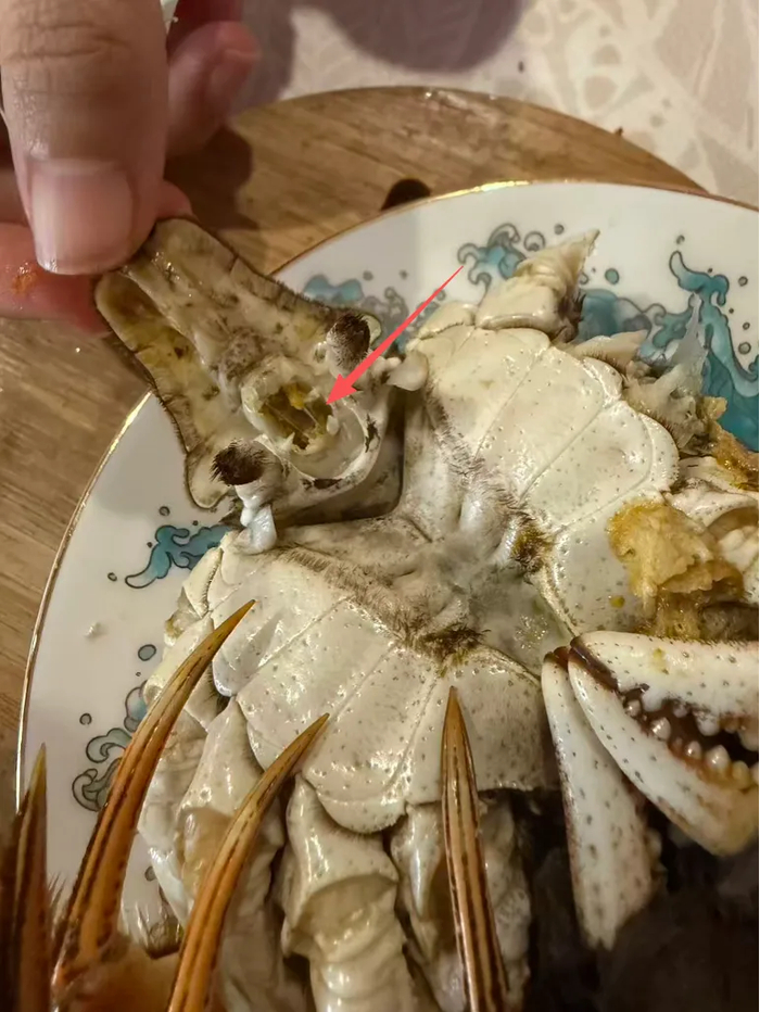 蟹肠位置示意。葛致远 摄