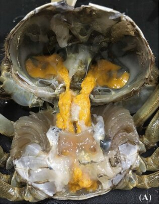 黄色部分即蟹的肝胰腺。