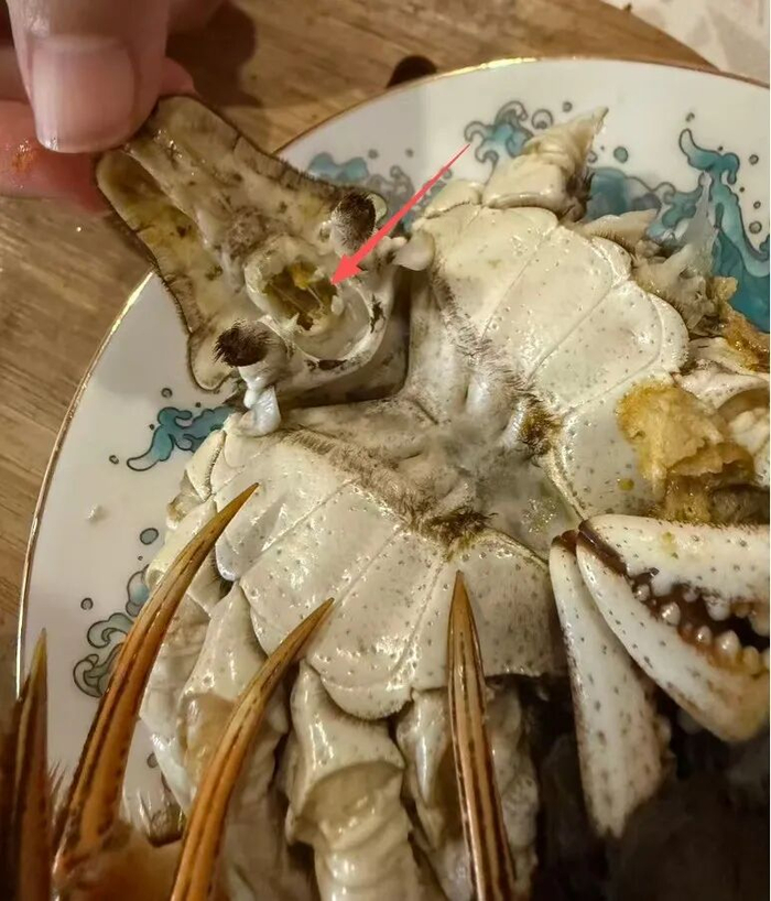 蟹肠位置示意。摄/葛致远