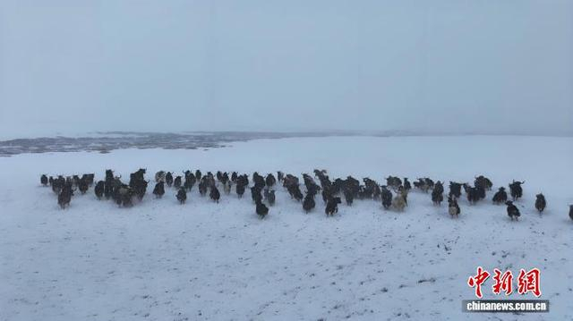 图为札达县雪中牧场。旦真次旦 摄