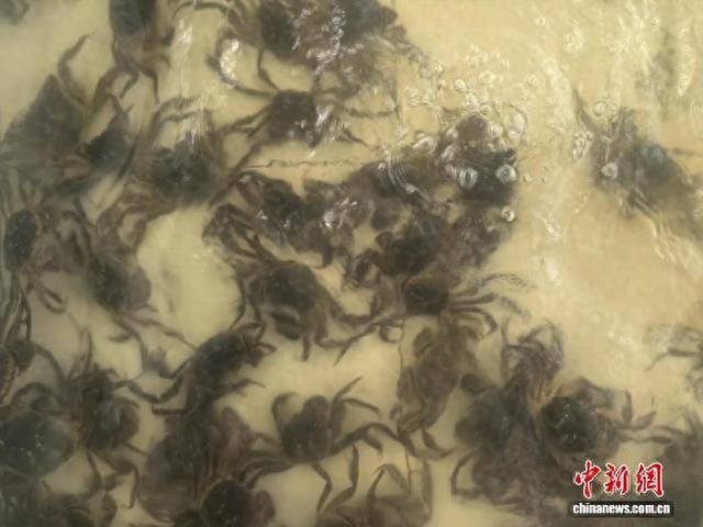暂养池中的大闸蟹正准备被发往全国。 中新网记者 钟升 摄