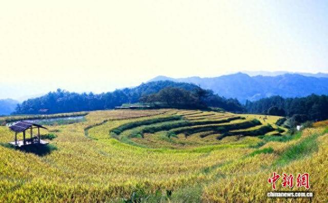 秋日的熙岭乡四坪村，“食光梯田”稻浪层层翻滚。中新网记者 叶茂 摄