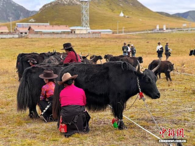 图为挤牛奶大赛。祁绣娟 摄
