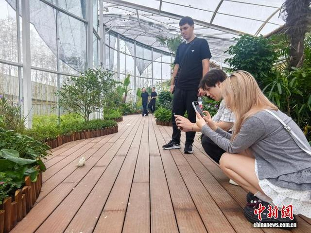 外国青年在蝴蝶主题空间拍照。胡丰盛 摄