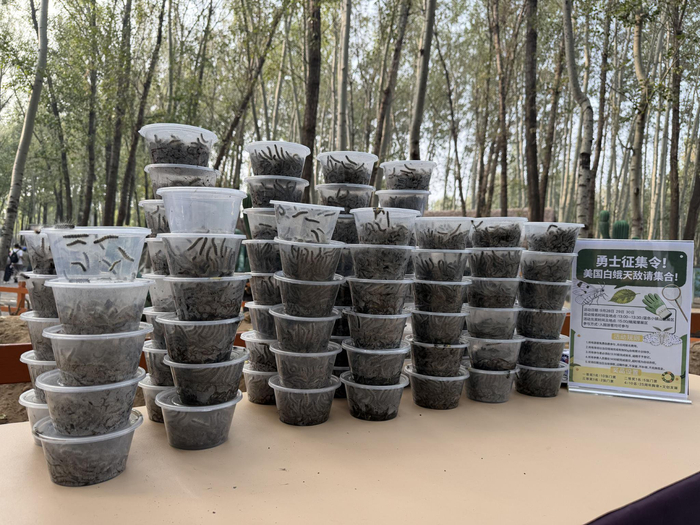 游客抓获的美国白蛾幼虫被集中装进餐盒中。受访者供图
