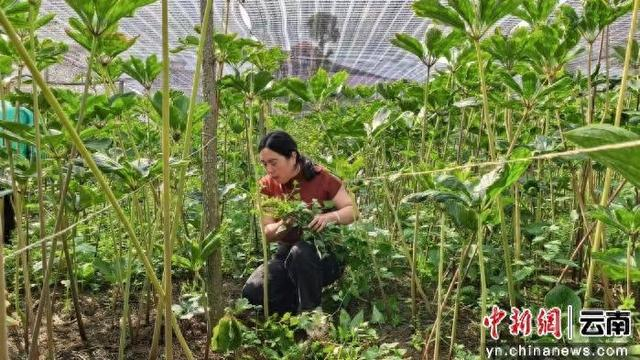 李梅在黄精地里除草。雷明华 摄