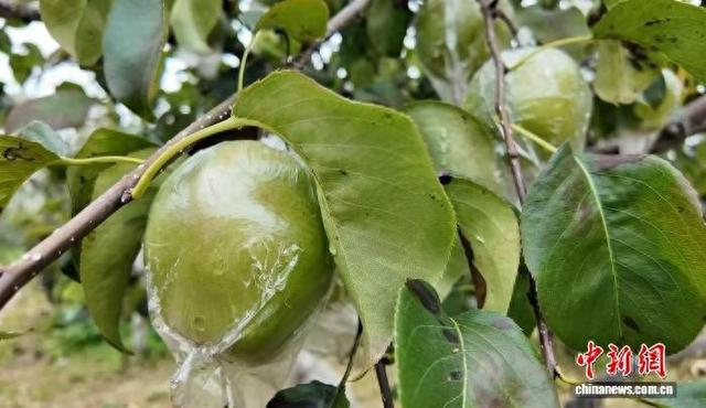 和顺县柳科村的玉露香梨种植基地迎来丰收，连片梨园硕果压枝。和顺县融媒体中心供图