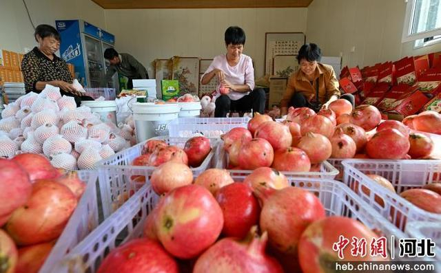 石家庄市元氏县北正乡石榴种植园内农户正在为石榴装箱打包。 闫婷婷 摄
