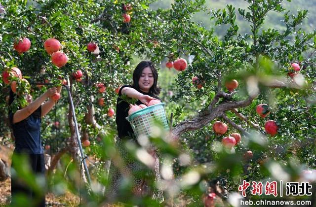石家庄市元氏县北正乡石榴种植园内游客正在采摘石榴。 闫婷婷 摄