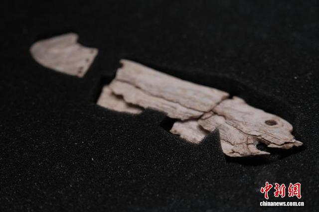 图为展出的蚌龙。西安半坡博物馆供图