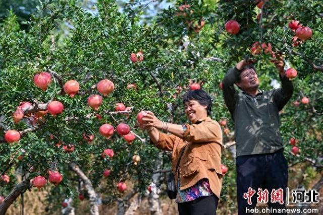 石家庄市元氏县北正乡石榴种植园内农户正在采摘石榴。 闫婷婷 摄