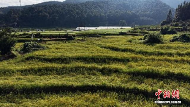 江永县源口瑶族乡香米园 。毛文涛 摄