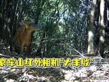 哀牢山红外相机记录林麝等保护动物，王一博歌声相伴