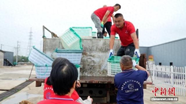 浙江湖州一处水产种业基地，工人搬运罗氏沼虾种虾。吴明宪 摄