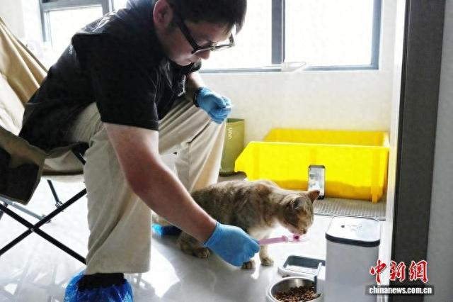 9月30日，河南郑州，宠物托管师王志伟为宠物猫喂食。王佳宁 摄