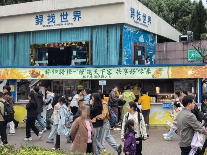 秭归很容易看到橙子相关的宣传语  澎湃新闻记者 李潇潇 图