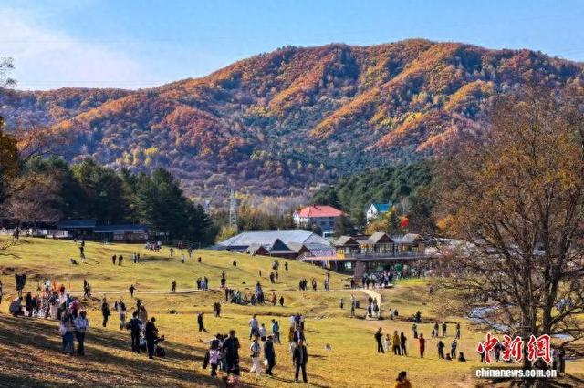 国庆假期，游客在伊春金山鹿苑游玩。 中新网记者 刘璐 摄