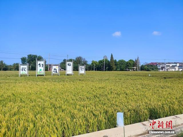 东进村田野风光。受访者供图