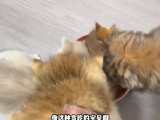 猫咪胀气揉肚子有讲究，顺时轻揉3至5分钟