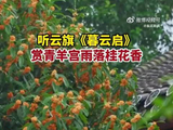 伴云旗歌声赏秋雨遇桂花的浪漫