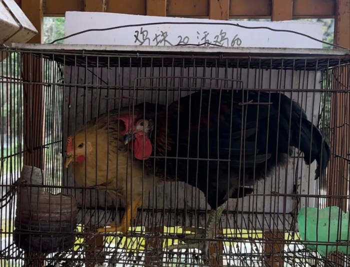 笼中等待被投喂的活鸡。