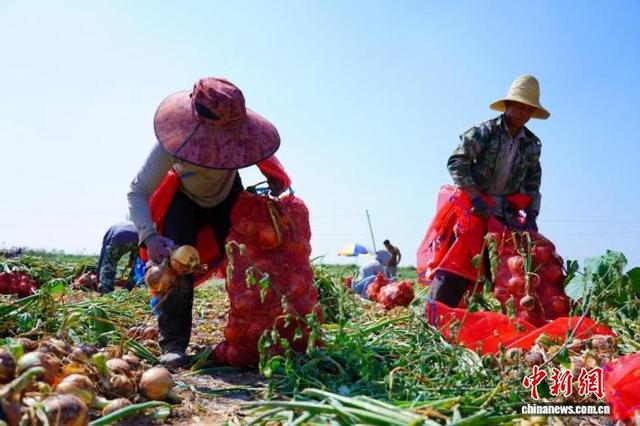 图为洋葱采收现场。赵宇宸 摄