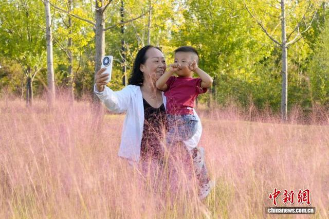 图为黄河大堤一处粉黛乱子草盛开，吸引游人拍照。中新社记者 李超庆 摄