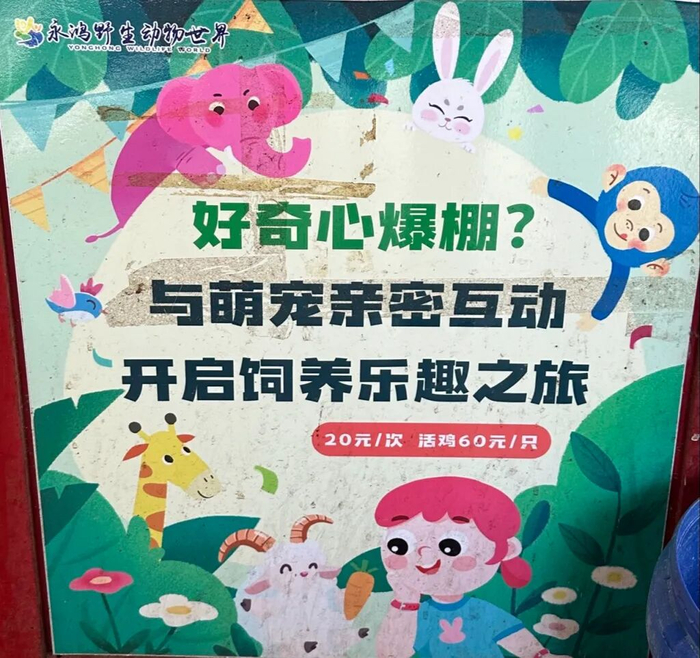 动物园狮子区宣传栏，向游客推介60元一只活鸡投喂的项目。
