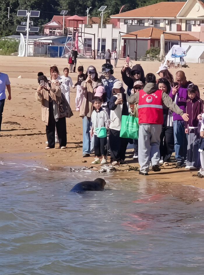 长海县当地志愿者，提醒游客和海豹“娜娜”保持安全距离。共青团长海县委