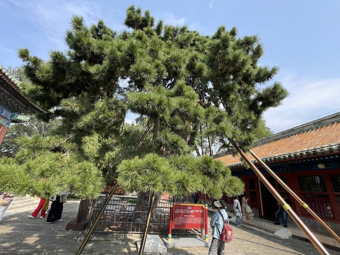国庆假期，游客欣赏古树“遮荫侯”。新京报记者 吴婷婷 摄