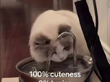 FilmThanapat转发动态，调侃别人家猫猫是Molly还是Unnie