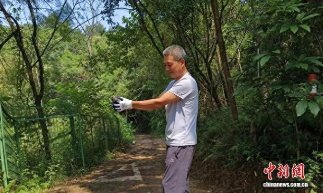 阳山放飞国家“三有”保护动物斑鸠。 阳山县林业局 供图