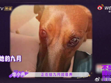 一场横店的相遇，改写了毛孩子一生的命运轨迹