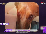 人和毛孩子双向奔赴，李小冉和九月的故事太温暖
