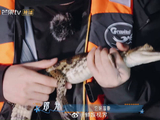 谁懂这种反差，平日里安静的邓为，在雨林里直接解锁驯鳄鱼新技能