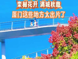 厦门的秋天从栾树开始
