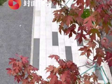 成都最美枫叶打卡点，等你来！