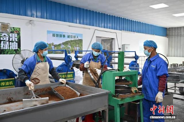 油茶加工车间。广东省林业局 供图