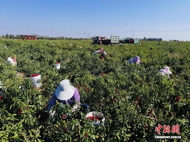 图为工人在采摘辣椒。 高睿煊 摄