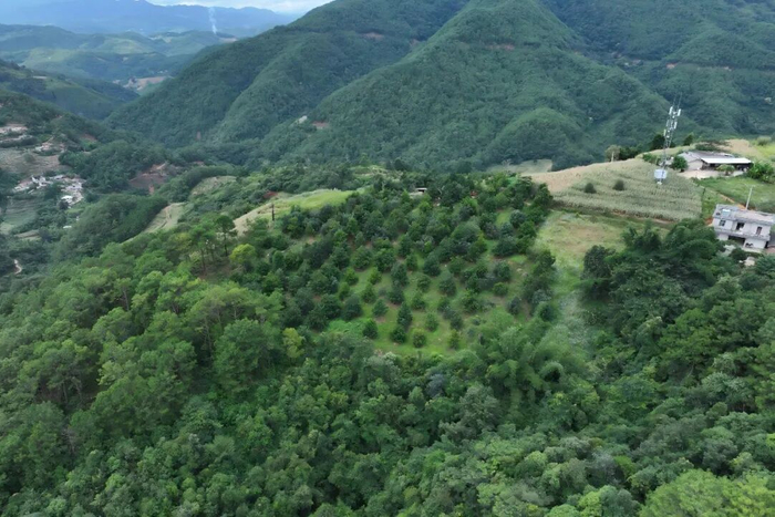 航拍半坡村牛油果种植基地。吴江梅 摄