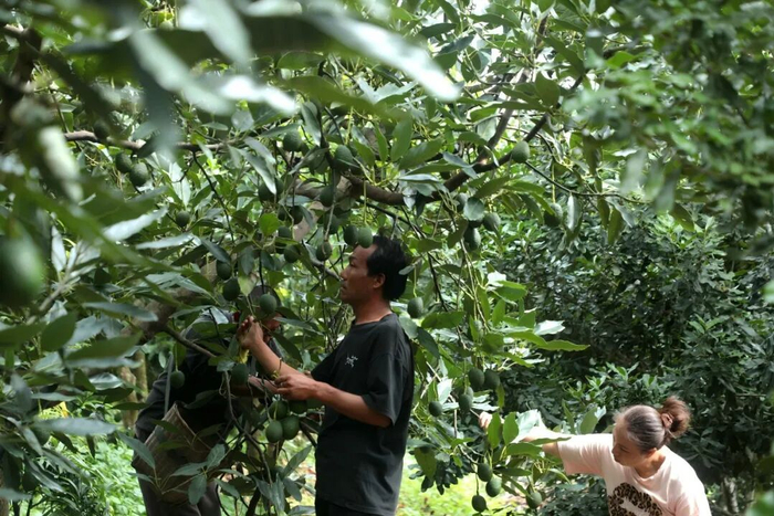 果农穿梭林间采摘牛油果。吴江梅 摄