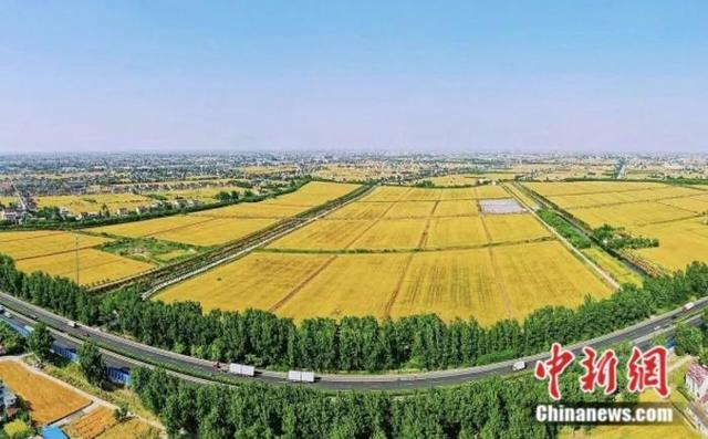 如皋绿色优质稻米基地。吴树建 摄