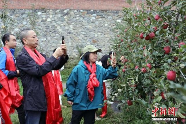 海外华文媒体代表在苹果树前驻足拍摄。记者 王磊 摄