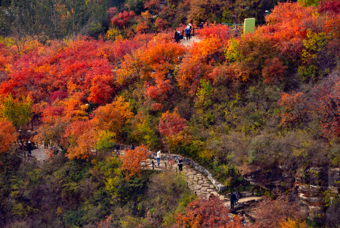 坡峰岭秋景。图/京西幽岚山微信公众号