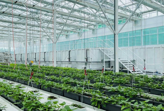 甘薯脱毒种苗组培温室 来源：济宁新闻网