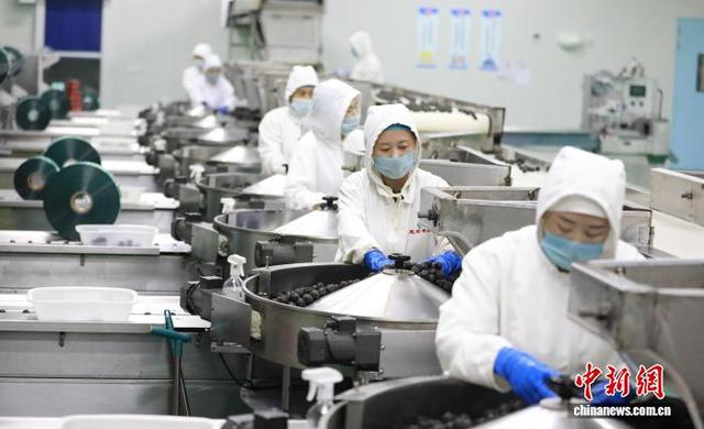 图为10月12日，沧县崔尔庄镇一家枣加工企业的工人们正在工作。 田博 摄