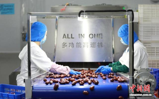 图为10月12日，沧县崔尔庄镇一家枣加工企业的工人们正在工作。 田博 摄